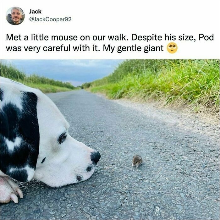 Dalmatian dog gently observing a tiny mouse on a country road, showcasing funny and wholesome animal moments.