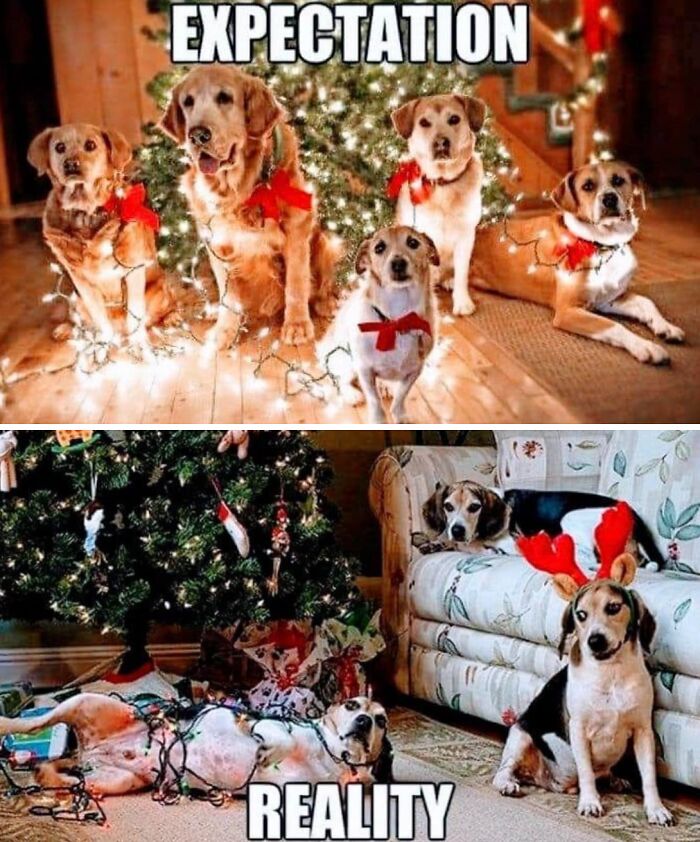 Dogs with Christmas lights and decorations illustrating funny Christmas memes about holiday expectations versus reality.