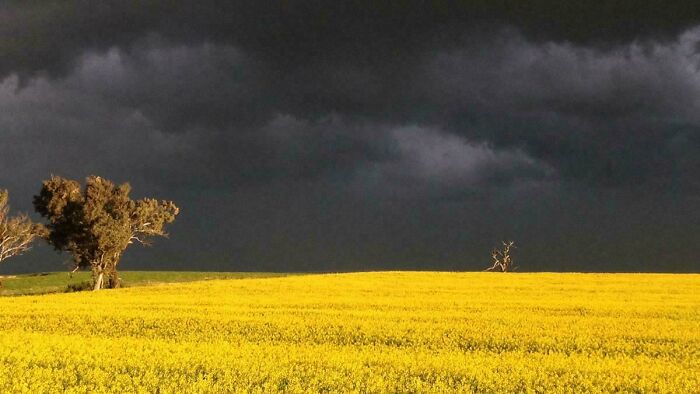 Field of yellow flowers under a dark stormy sky with sparse trees, evoking a creepy liminal space vibe.