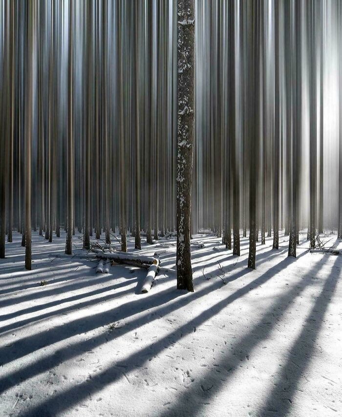 Snow-covered forest with tall slender trees creating a creepy liminal space resembling the backrooms with long shadows.