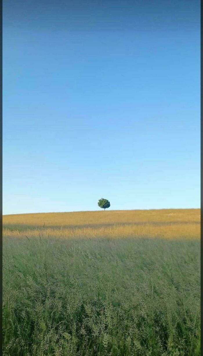 Solitary tree in a vast open field under a clear blue sky, evoking eerie liminal space vibes.