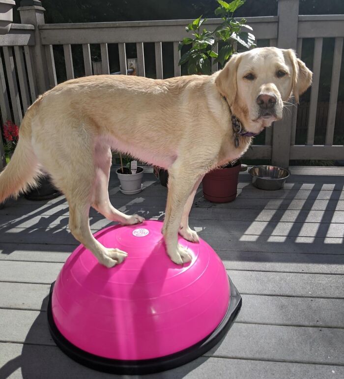 Yellow Labrador balancing on a pink exercise balance ball in apartment outdoor space for fitness goals.