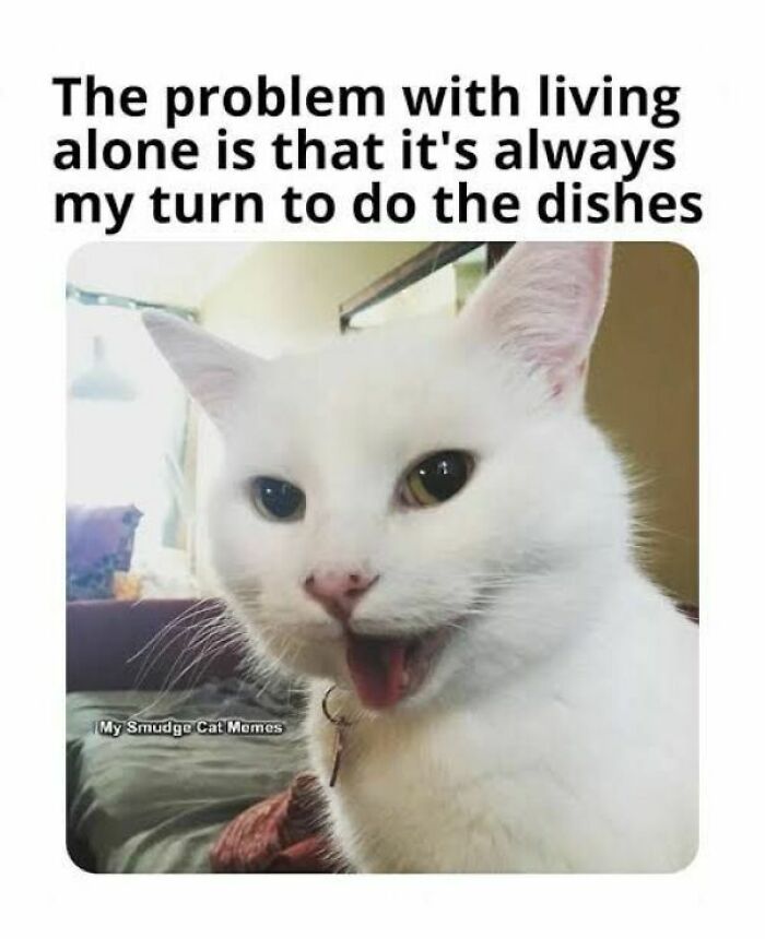 White cat making a funny face with meme text about living alone and doing the dishes, from funny memes to disassociate.