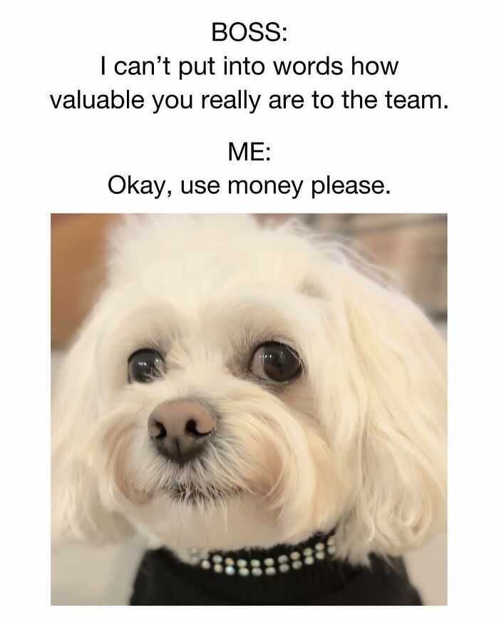 Funny meme with a small white dog and a humorous take on team value, perfect for disassociate in a fun way content.