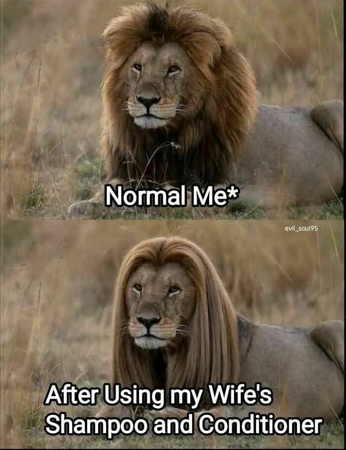 Lion with natural mane versus lion with long silky hair, humorously illustrating funny memes to help you disassociate in a fun way.