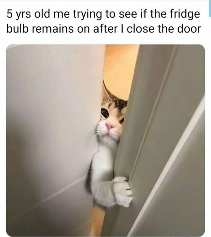 Cat peeking through a door crack, humorously representing funny memes to help you disassociate in a fun way.