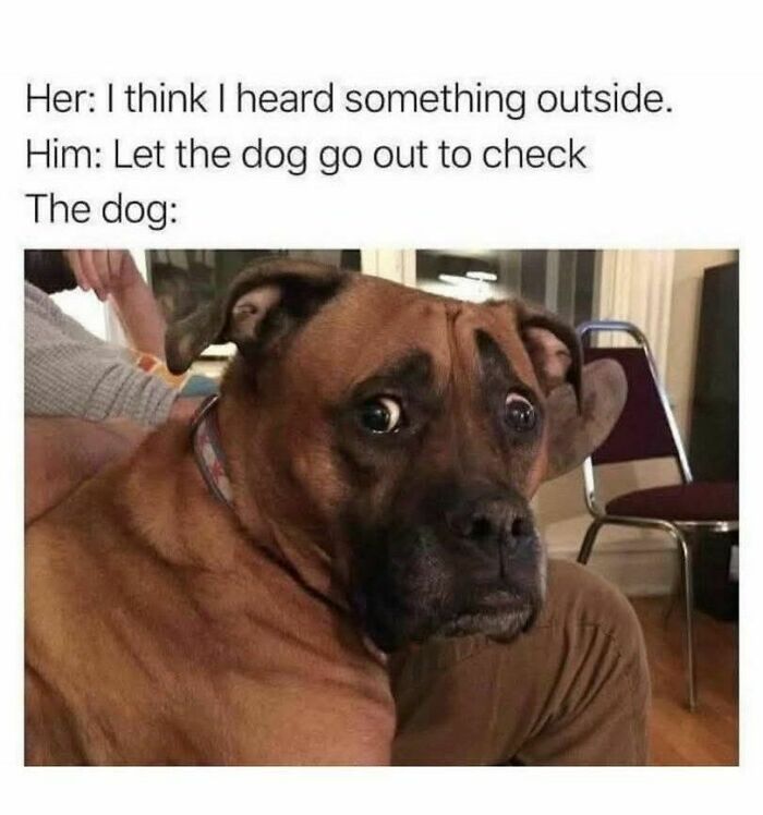 A funny meme showing a dog with a worried expression, illustrating humor in funny memes to help disassociate.