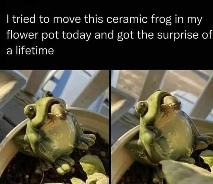 Small lizard hiding inside ceramic frog in flower pot, a funny meme to help you disassociate in a fun way.