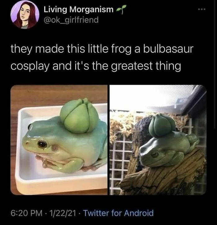 A frog wearing a Bulbasaur cosplay accessory, featured in a funny meme to help disassociate in a fun way.