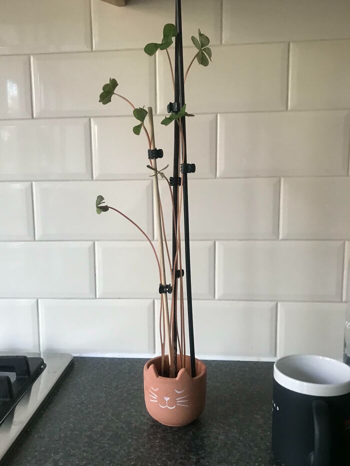 Small plant with long stems in a cat-shaped pot on a kitchen counter as a bizarre Christmas gift idea.