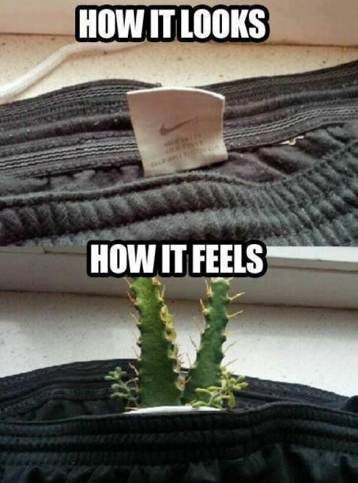 Close-up of a clothing tag inside pants and a cactus inside pants, illustrating funny memes to help you disassociate.