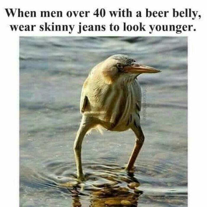 A humorous bird standing in shallow water illustrating funny memes to help you disassociate in a fun way.