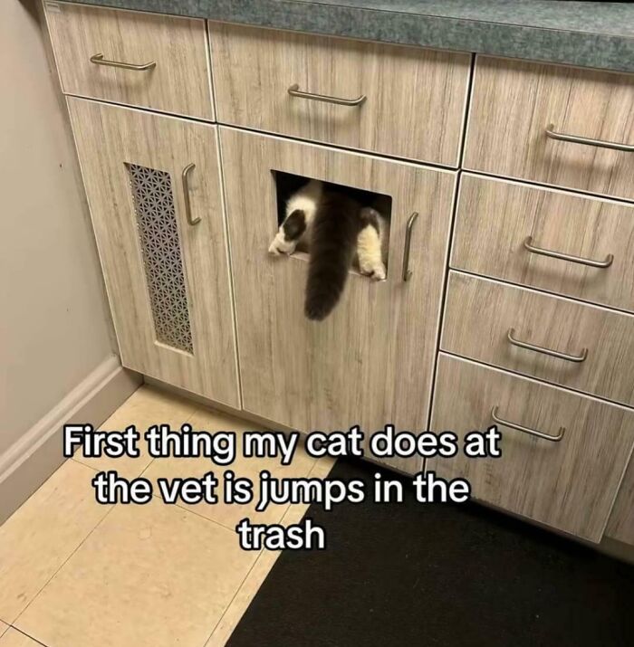 Cat climbing into vet cabinet through small door, humorous moment from funny pictures capturing 2025 weirdness.