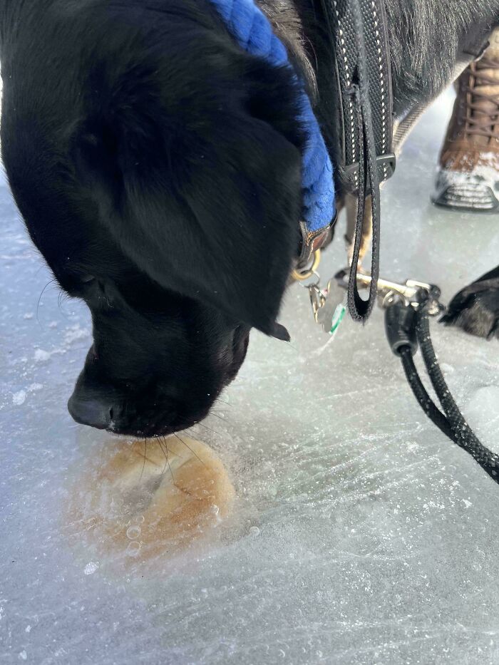 Black dog with a blue collar sniffing a frozen donut trapped in ice, capturing weirdness in funny pictures from 2025.