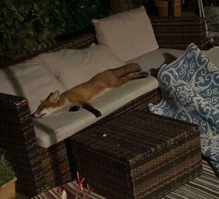 Fox stretched out and resting on an outdoor sofa at night, showcasing funny pictures capturing the weirdness of 2025.