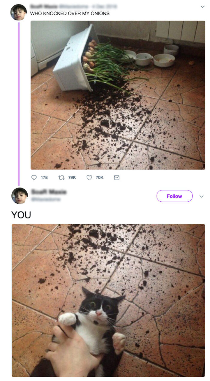Cat on tiled floor with spilled soil and knocked-over onions, caught behaving like a jerk by its owner.
