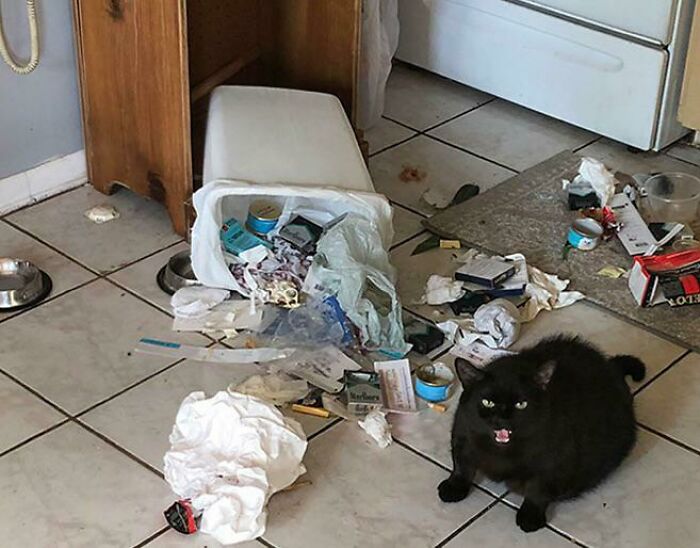 Black cat sitting next to overturned trash can and scattered garbage, showing typical pet behavior caught by cat owners.