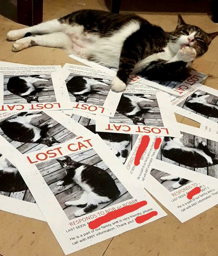 Cat behaving like a jerk lying on the floor amid multiple lost cat flyers with its picture on them.