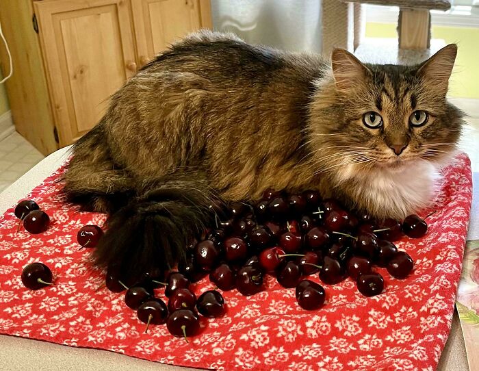 Fluffy cat sitting on a red cloth scattered with cherries, displaying typical pet behavior caught by cat owners.