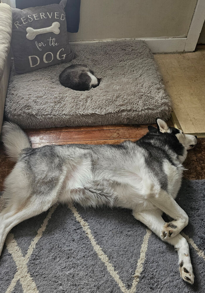 Cat caught behaving like a jerk by sleeping on the dog bed while the dog rests on the floor nearby.