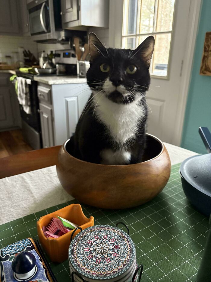 Black and white cat behaving like a jerk sitting inside a wooden bowl on a kitchen table with various items nearby