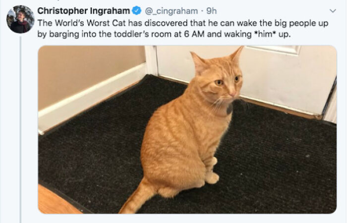 Orange cat sitting on a black mat by a door, caught behaving like a jerk by its owner in a funny pet moment.