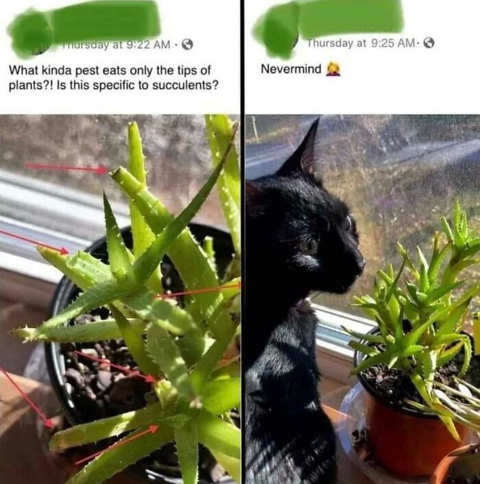 Black cat caught damaging succulent plant, illustrating pets behaving like jerks in a humorous moment by cat owners.