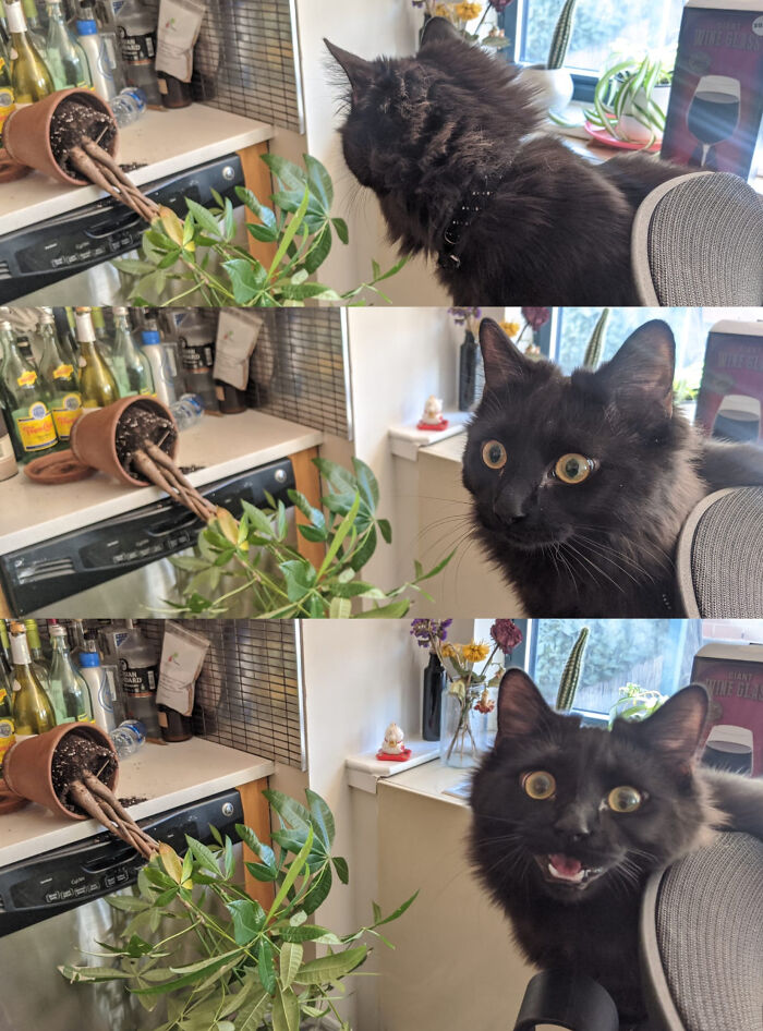 Black cat caught behaving like a jerk after knocking over a plant in a kitchen, showing surprised and guilty expressions.