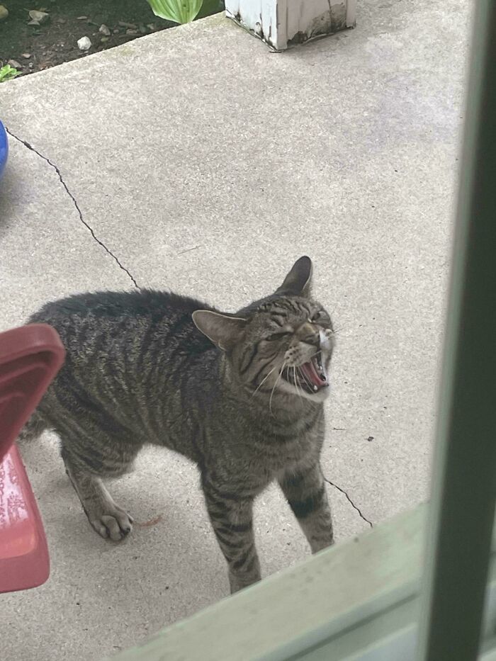 Tabby cat outside on concrete with mouth open, caught behaving like a jerk by its owner, showcasing typical cat antics.