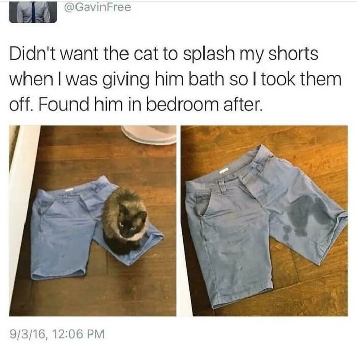 Cat behaving like a jerk sitting inside wet shorts left to dry after a bath, showing naughty pet owner moment.