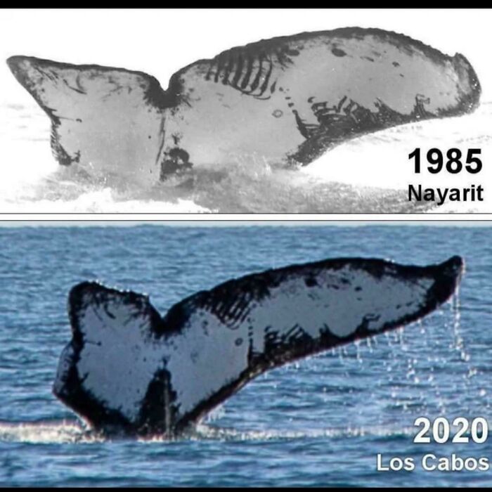 Whale tail comparison photo from 1985 Nayarit and 2020 Los Cabos showing interesting ocean wildlife sighting.