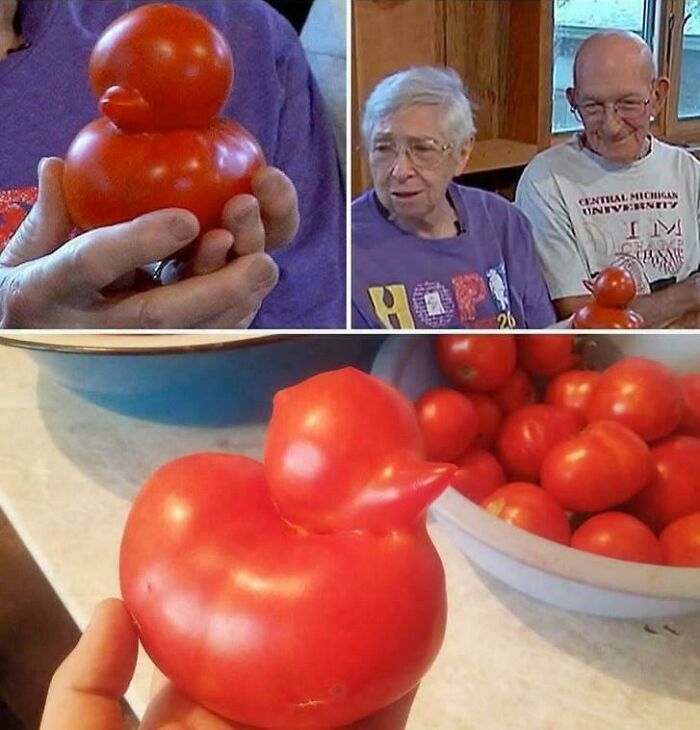 Unique tomato shaped like a rubber duck discovered, capturing attention as an interesting and unusual sight shared online.