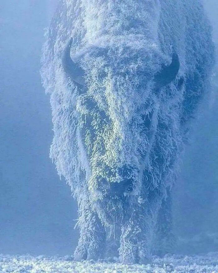 A bison covered in frost and ice, showcasing an interesting natural phenomenon in cold weather.