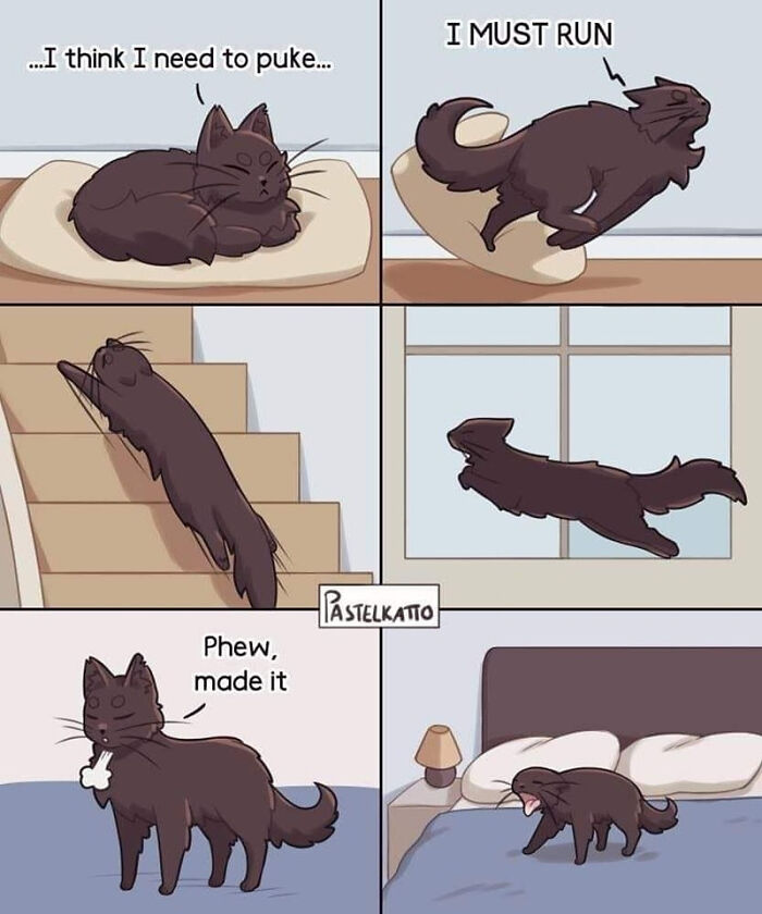 Funny cat meme comic showing a black cat rushing and running around, capturing the humor of cat memes.