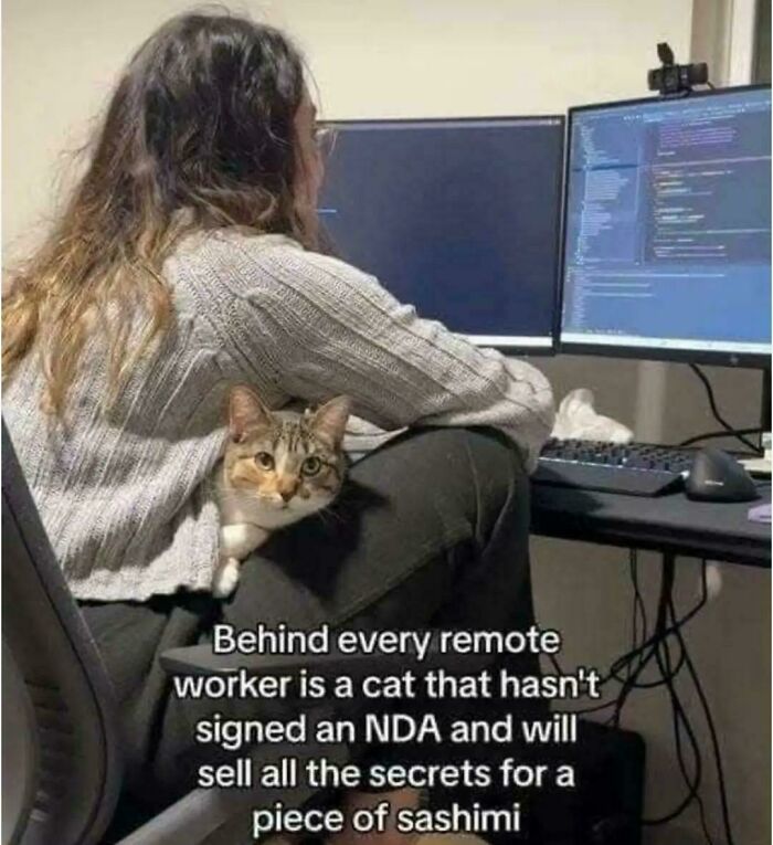 Remote worker sitting at a desk with a cat on their lap, highlighting funny cat memes about working from home.
