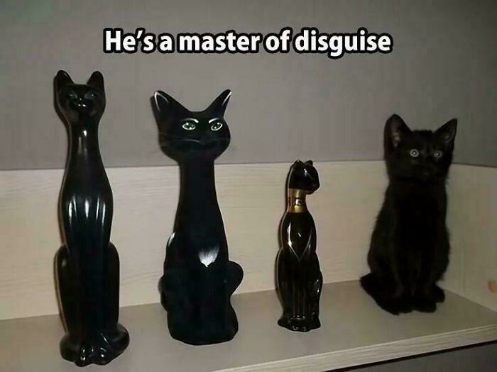 Black cat sitting next to black cat statues on a shelf, captioned as a master of disguise in a funny cat meme.