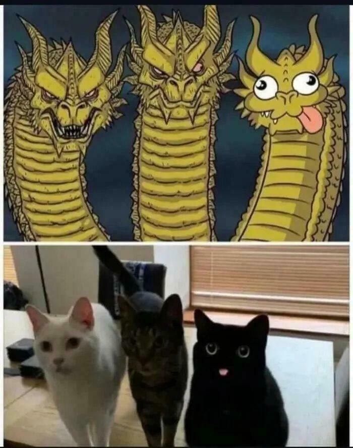 Three-headed dragon cartoon with one goofy face above a photo of three cats, one black with a humorous expression, cat memes humor.