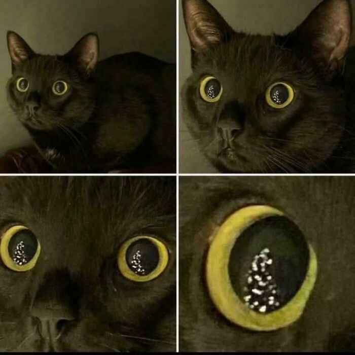 Close-up collage of a black cat with wide eyes reflecting a sparkling Christmas tree, perfect for cat memes and hilarious posts.