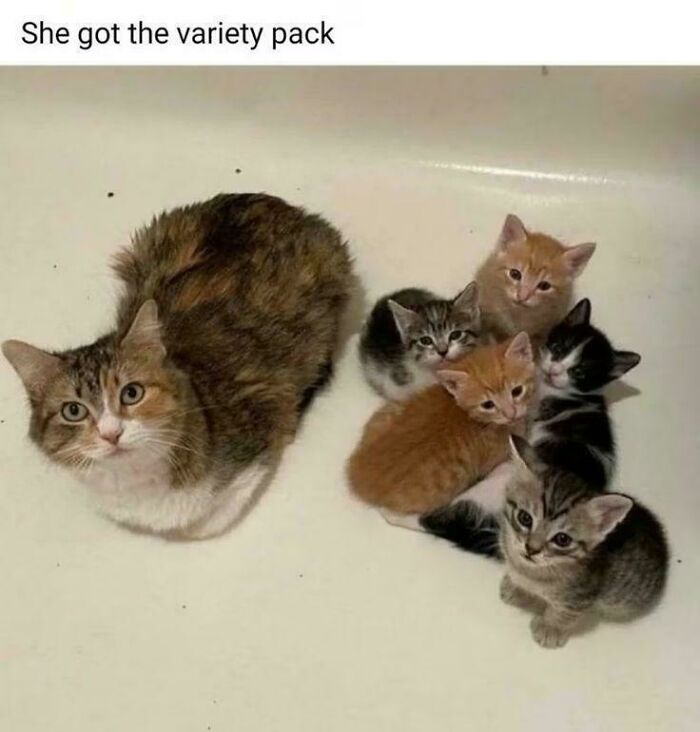 A variety of adorable cat memes featuring a mother cat with her five colorful kittens in a bathtub.