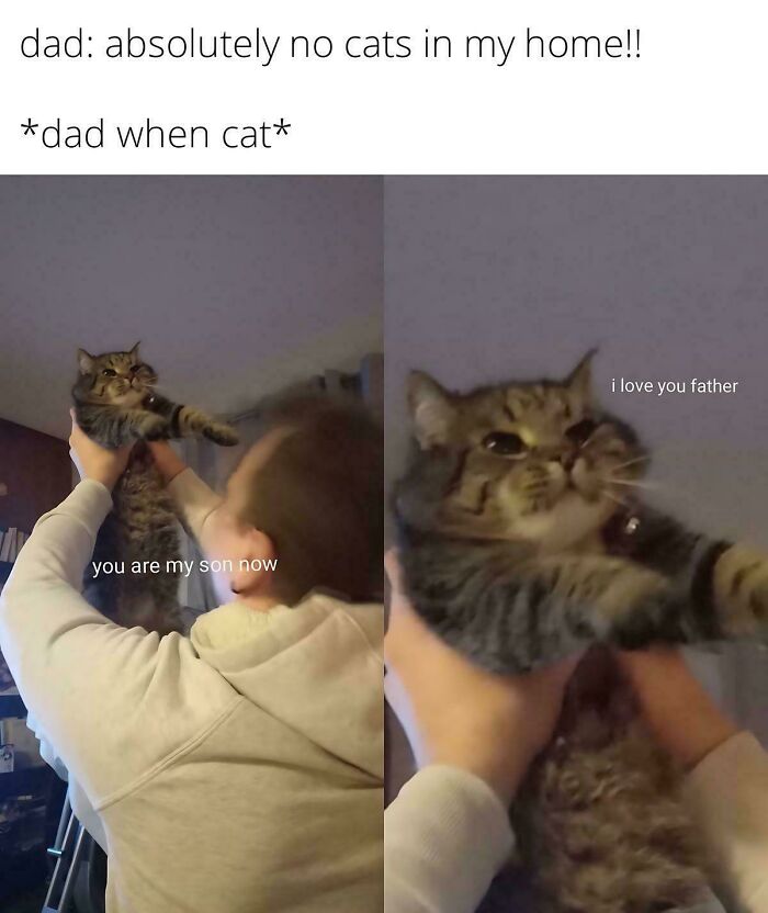Man holding a cat up with captions humorously showing a dad's change of heart in funny cat memes.