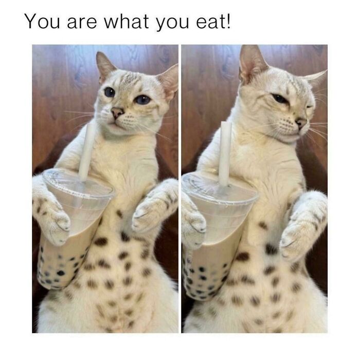 Cat meme showing a spotted cat holding a bubble tea with the caption you are what you eat, funny cat meme content.