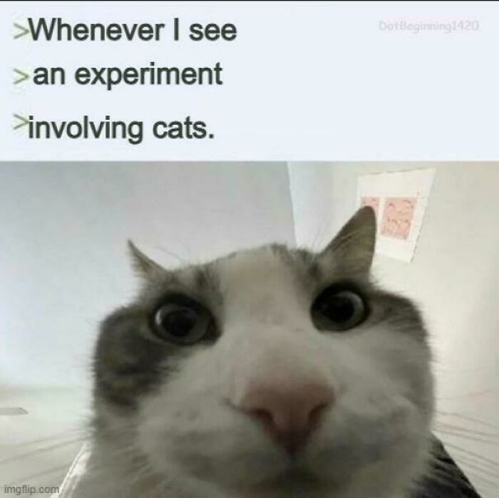Close-up of a curious cat face paired with text about experiments involving cats in a humorous cat meme post.