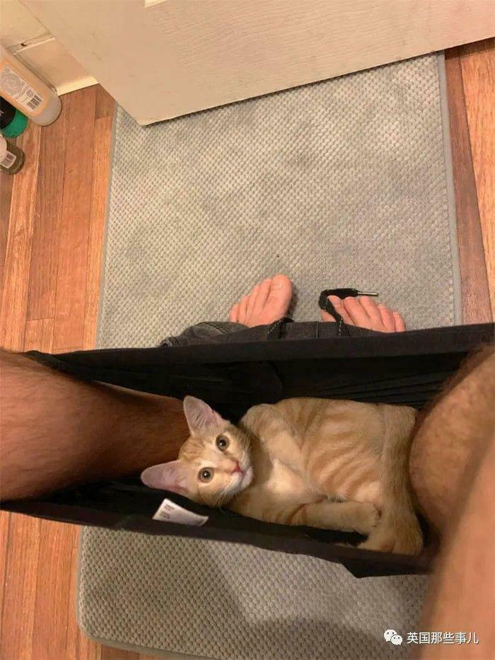 Orange cat lying comfortably inside a pair of pants with cat memes capturing a hilarious and cozy moment.