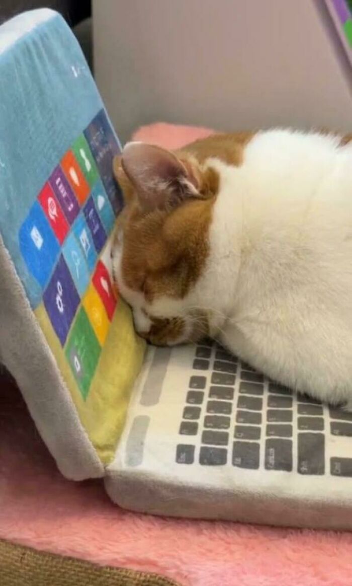 Cat sleeping with face on a soft laptop pillow, capturing the charm of cat memes for happy place fans.