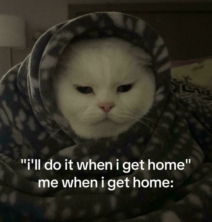 White cat wrapped in a blanket looking sleepy, featuring a humorous cat meme about procrastinating when getting home.