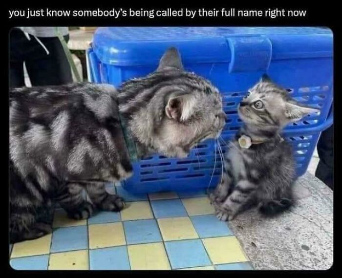 Two striped cats facing each other near a blue crate, perfect for cat memes and funny cat posts fans.