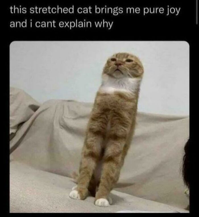 Stretched orange tabby cat standing on couch, bringing pure joy, capturing the charm of hilarious cat memes.
