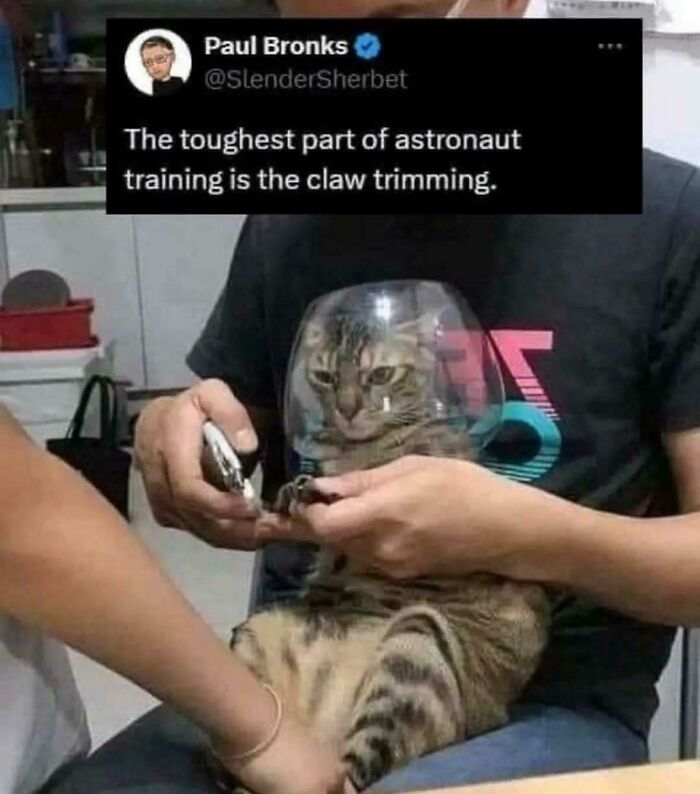 Cat meme showing a cat wearing a glass helmet while someone trims its claws in a humorous setting.