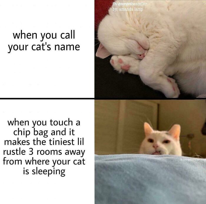 Funny cat memes showing a sleeping cat and a curious cat reacting to a distant rustling sound from a chip bag.