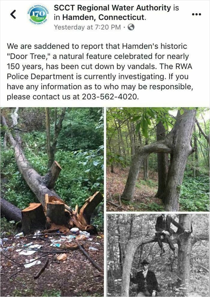 Vandalized historic Door Tree in woods, trunk cut and littered, example of next-level jerks